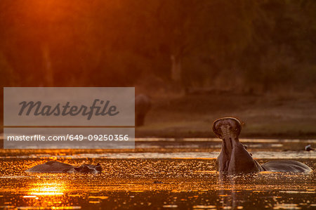 Hippopotamus Hippopotamus amphibius) with open mouth in waterhole at sunset, Mana Pools National Park, Zimbabwe