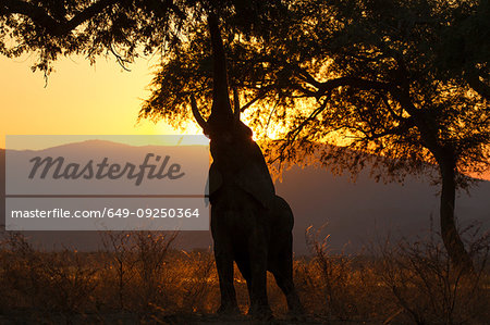 Silhouetted elephant (Loxodonta africana) reaching to feed from tree at sunset, Zambezi river, Mana Pools National Park, Zimbabwe