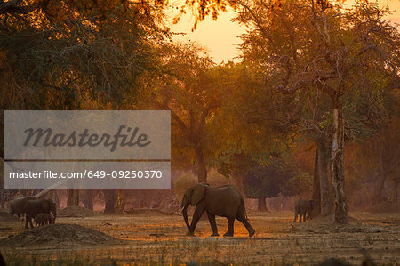 Elephants (Loxodonta africana) in Mana Pools National Park at sunset, Zimbabwe