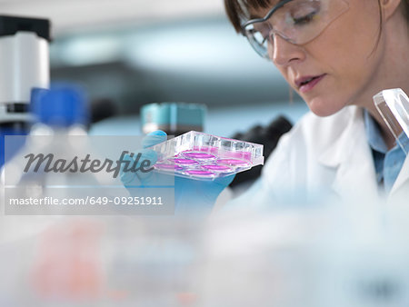 Female scientist examining cells in growth medium in multi well plate under microscope in laboratory