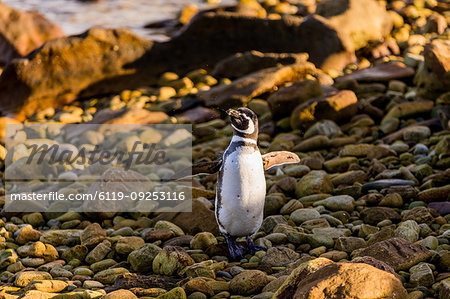 Magellan (Megallanic) Penguin roaming around New Island, Falkland Islands, South America