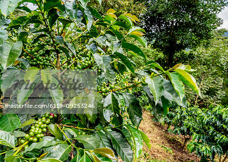 Coffee Plantation, Salento, Quindio Department, Colombia, South America