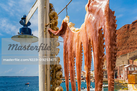 Octopus hung up to dry in harbour of Oia village, Santorini, Cyclades, Aegean Islands, Greek Islands, Greece, Europe