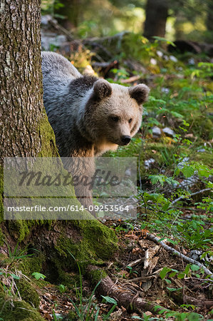 European brown bear (Ursus arctos) behind tree in Notranjska forest, Slovenia