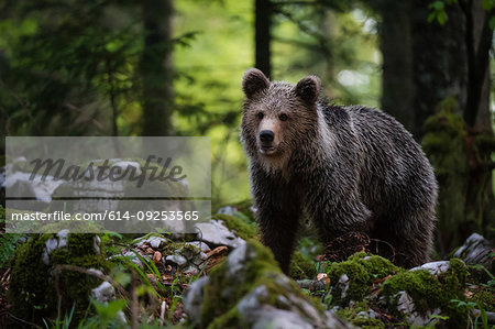 European brown bear (Ursus arctos) walking in Notranjska forest, Slovenia