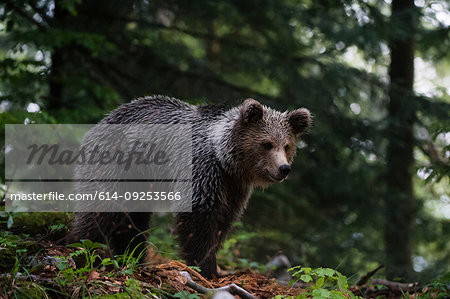 European brown bear (Ursus arctos) looking down in Notranjska forest, Slovenia