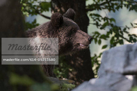 European brown bear (Ursus arctos), side view, Notranjska forest, Slovenia