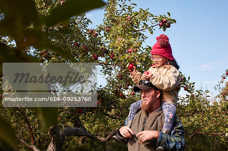 Father and daughter picking apples from tree