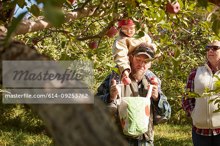 Father and daughter picking apples from tree