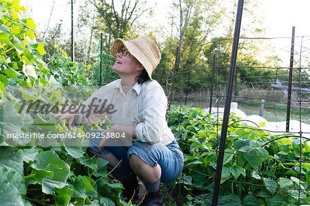 Mature female gardener crouching to tend plants in garden