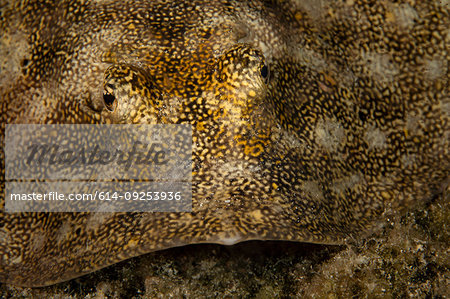 Underwater view of a yellow stingray, close up of face, Eleuthera, Bahamas