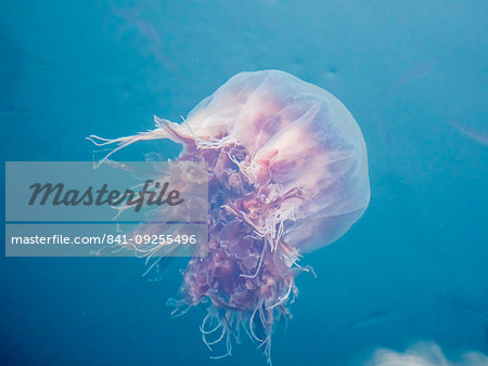 Lion's mane jellyfish, Cyanea capillata, is the largest known species of jellyfish. Petersburg, Southeast Alaska, United States of America