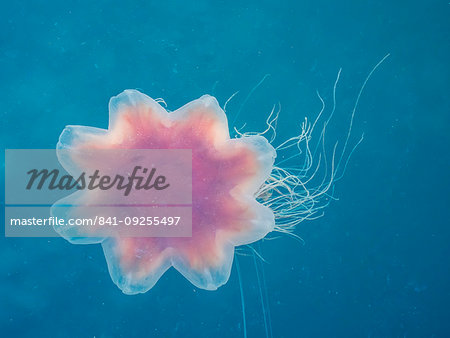 Lion's mane jellyfish, Cyanea capillata, is the largest known species of jellyfish. Petersburg, Southeast Alaska, United States of America