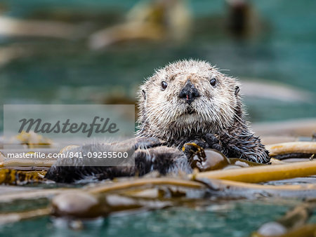 A rafting sea otter, Enhydra lutris, grooming its fur in kelp in the Inian Islands, Southeast Alaska, United States of America