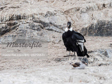 An adult female Andean condor, Vultur gryphus, on small islet in the Beagle Channel, Ushuaia, Argentina, South America