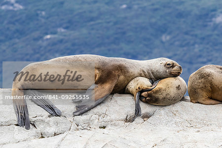 South American sea lions, Otaria flavescens, hauled out on a small islet in the Beagle Channel, Ushuaia, Argentina, South America