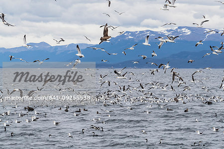 Adult Chilean skua, Stercorarius chilensis, harassing kelp gulls to force regurgitation, Beagle Channel, Argentina, South America