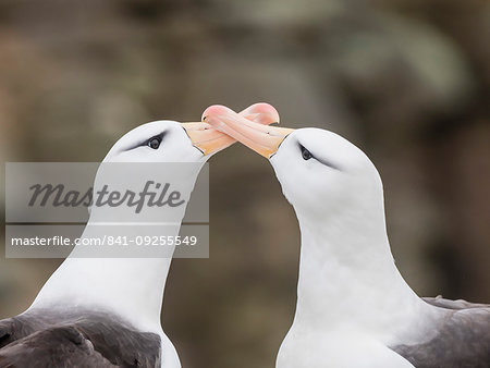 Black-browed albatross, Thalassarche melanophris, courtship display on New Island, Falkland Islands, South Atlantic Ocean