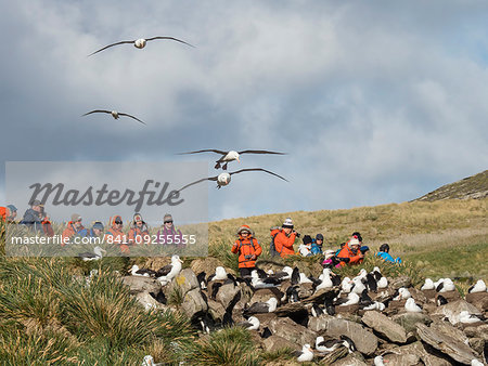 Black-browed albatross, Thalassarche melanophris, in flight near tourists on West Point Island, Falkland Islands, South Atlantic Ocean