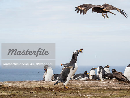 An adult striated caracara, Phalcoboenus australis, harassing a gentoo penguin, New Island, Falkland Islands, South Atlantic Ocean