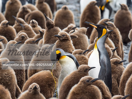 Adult king penguins, Aptenodytes patagonicus, amongst chicks at Salisbury Plain, South Georgia Island, Atlantic Ocean Adult king penguins, Aptenodytes patagonicus, amongst chicks at Salisbury Plain, South Georgia Island, Atlantic Ocean