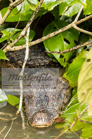 An adult spectacled caiman, Caiman crocodilus, in Cano Chiquerra, Tortuguero National Park, Costa Rica, Central America