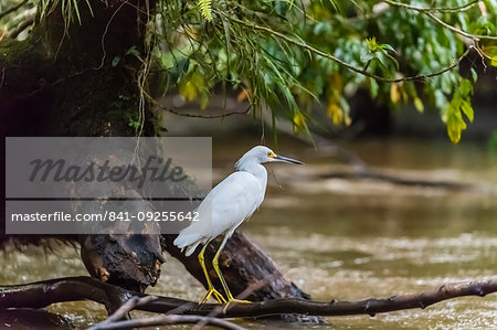 An adult snowy egret, Egretta thula, stalking prey in Tortuguero National Park, Costa Rica, Central America