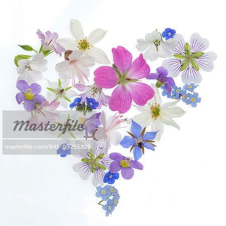 Spring flowers, geraniums, borrage, herb, blue, white, pink arranged in a heart shape on white background