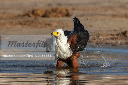 African fish eagle, Haliaeetus vocifer, bathing, Chobe river, Botswana, Southern Africa