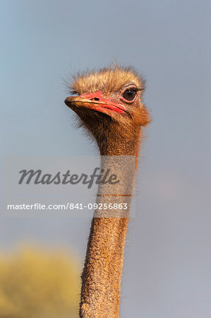 Ostrich, Struthio camelus, male, Zimanga private game reserve, KwaZulu-Natal, South Africa