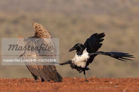Pied crow, Corvus albus, harassing white backed vulture, Gyps africanus,  Zimanga game reserve, KwaZulu-Natal, South Africa