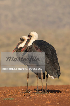 Woolly necked stork, Ciconia episcopus, Zimanga private game reserve, KwaZulu-Natal, South Africa Woolly necked stork, Ciconia episcopus, Zimanga private game reserve, KwaZulu-Natal, South Africa
