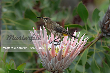 Cape sugarbird, Promerops cafer, on king protea, Kirstenbosch National Botanical Garden, Cape Town, South Africa