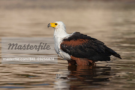 African fish eagle, Haliaeetus vocifer, bathing, Chobe river, Botswana, Southern Africa