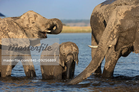 African elephants, Loxodonta africana, drinking, Chobe river, Botswana, Southern Africa