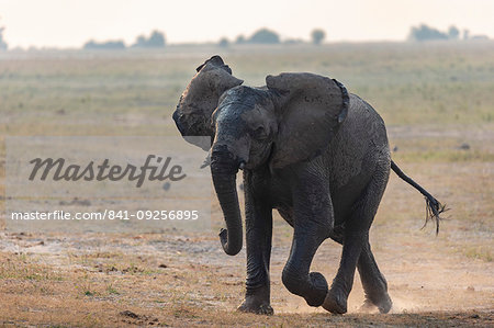 African elephant, Loxodonta africana, running, Chobe river, Botswana, Southern Africa African elephant, Loxodonta africana, running, Chobe river, Botswana, Southern Africa