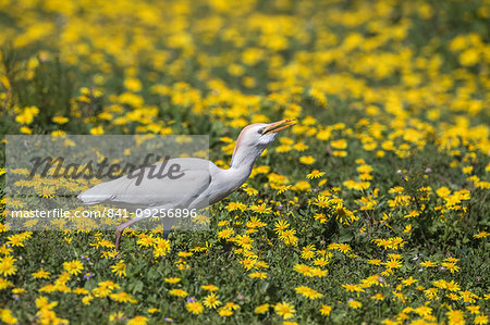 Western cattle egret, Bubulcus ibis, among spring flowers, Addo Elephant national park, Eastern Cape, South Africa