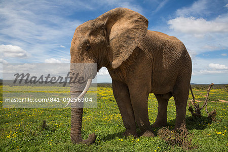 African elephant, Loxodonta africana, in spring flowers, Addo elephant national park, Eastern Cape, South Africa African elephant, Loxodonta africana, in spring flowers, Addo elephant national park, Eastern Cape, South Africa
