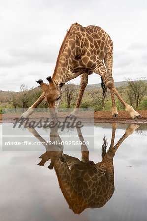 Giraffe, Giraffa camelopardalis, drinking, Zimanga private game reserve, KwaZulu-Natal, South Africa