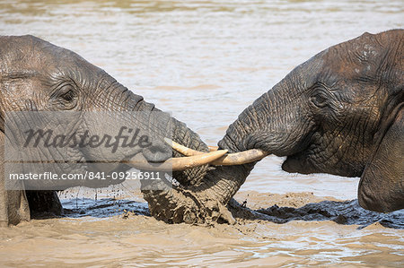 African elephant, Loxodonta africana, bathing, Addo elephant national park, Eastern Cape, South Africa African elephant, Loxodonta africana, bathing, Addo elephant national park, Eastern Cape, South Africa