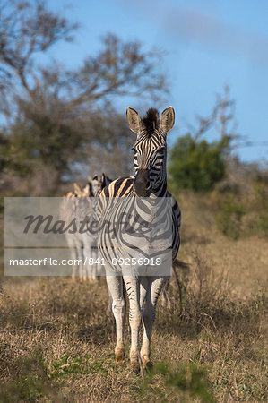 Plains zebra, Equus quagga,  iMfolozi game reserve, KwaZulu-Natal, South Africa