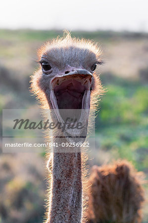 Ostrich, Struthio camelus, male, Zimanga private game reserve, KwaZulu-Natal, South Africa