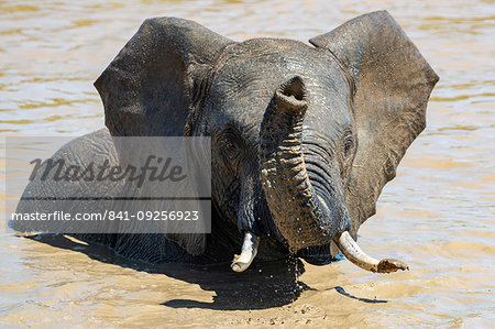 African elephant, Loxodonta africana, bathing, Addo elephant national park, Eastern Cape, South Africa