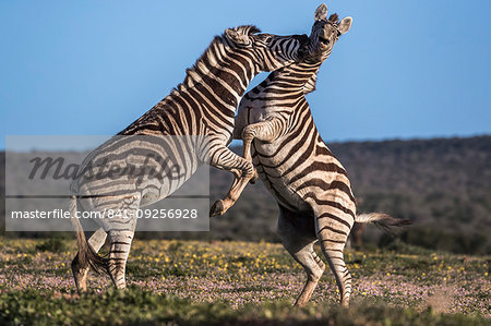 Plains zebra, Equus quagga, fighting, Addo Elephant national park, Eastern Cape, South Africa