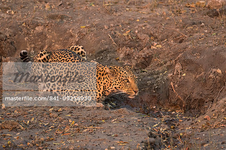 Leopard, Panthera pardus, female at water, Chobe national park, Botswana, Southern Africa Leopard, Panthera pardus, female at water, Chobe national park, Botswana, Southern Africa