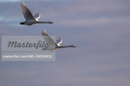 Whooper swans, Cygnus cygnus, in flight, Caerlaverock WWT reserve, Dumfries and Galloway, Scotland, United Kingdom, Europe