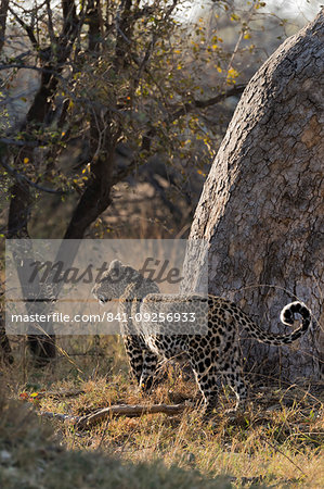 Pregnant leopard, Panthera pardus, Khwai conservancy, Botswana, Southern Africa Pregnant leopard, Panthera pardus, Khwai conservancy, Botswana, Southern Africa
