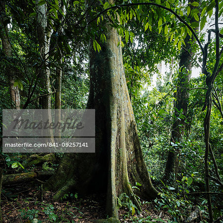 Kapok Tree, Ceiba Pentandra, in Rainforest of Kakum National Park, Ghana, Africa