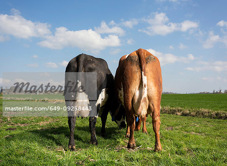 Two cows in pasture in spring, rear view, Wyns, Friesland, Netherlands