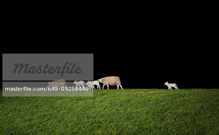 Sheep and their lambs on dyke at night, Holwerd, Friesland, Netherlands